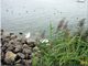 Lac de Gen�ve (Suisse)