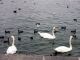 Lac de Gen�ve (Suisse)